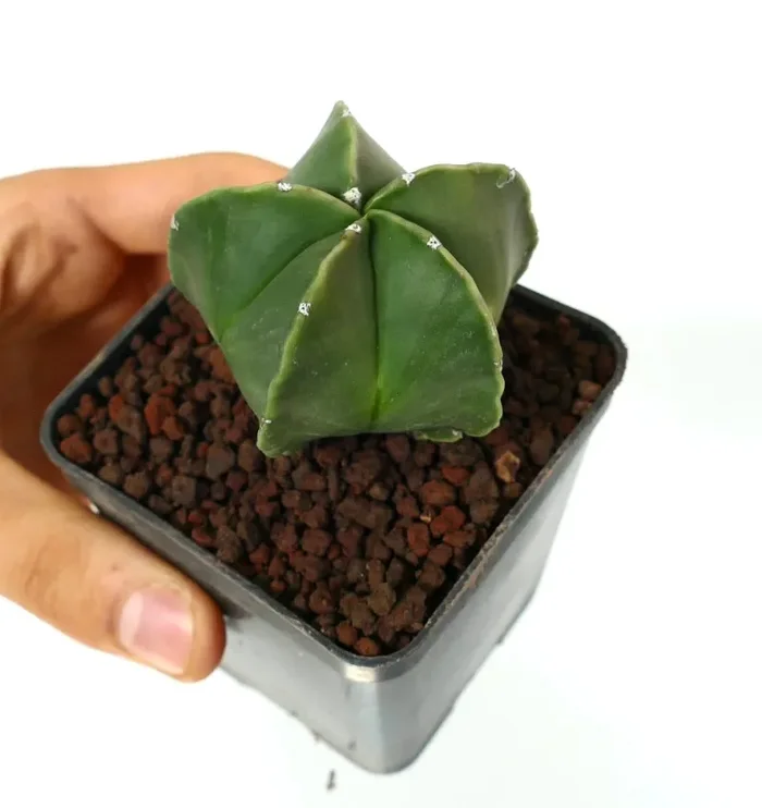 Astrophytum myriostigma var. nudum - immagine 3