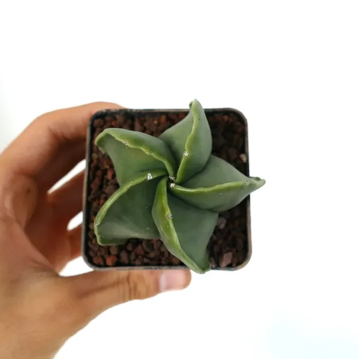 Astrophytum myriostigma var. nudum Moda