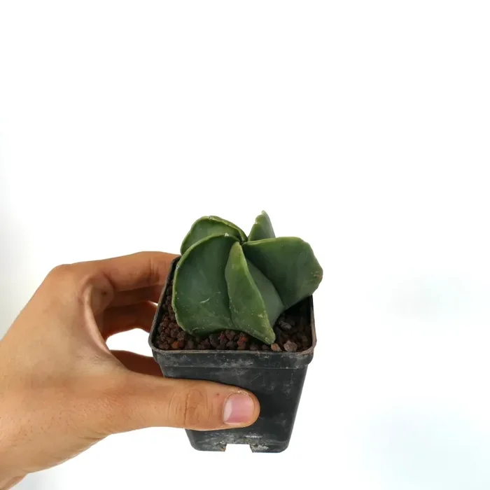 Astrophytum myriostigma var. nudum Moda - immagine 2