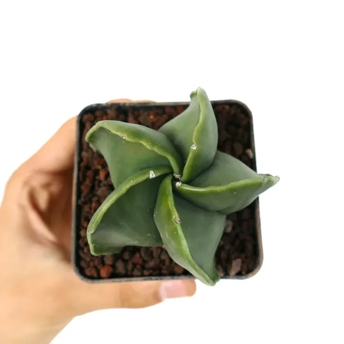 Astrophytum myriostigma var. nudum Moda - immagine 3