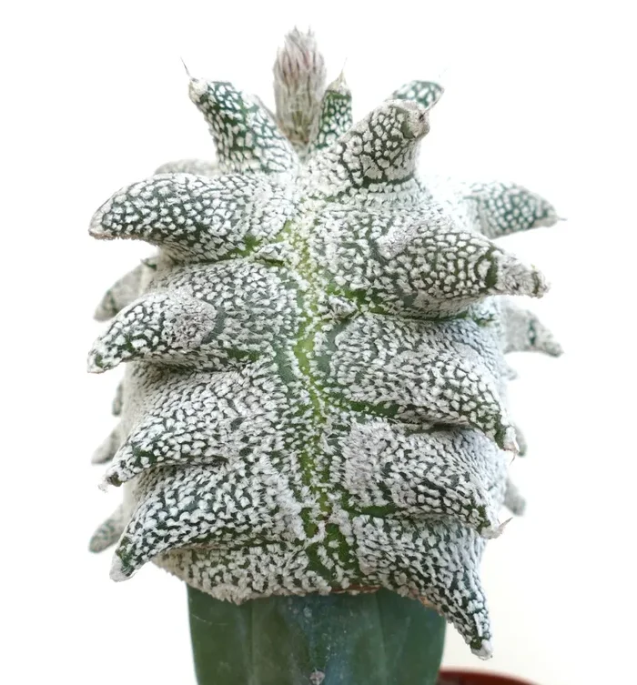 Astrophytum myrisotigma cv “SUPER KIKKO” X “JESTER HAT”