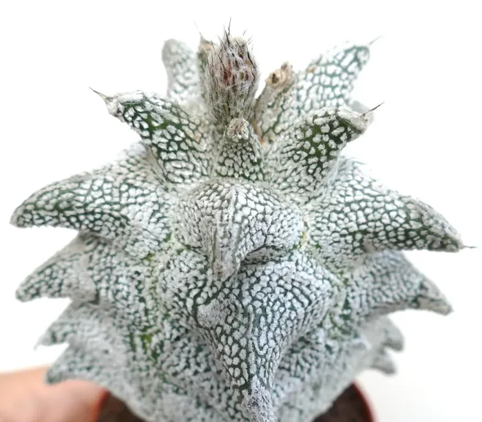 Astrophytum myrisotigma cv “SUPER KIKKO” X “JESTER HAT” - immagine 2