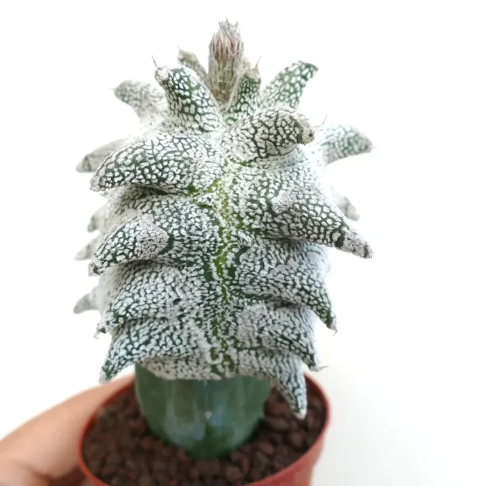 Astrophytum myrisotigma cv “SUPER KIKKO” X “JESTER HAT” - immagine 3
