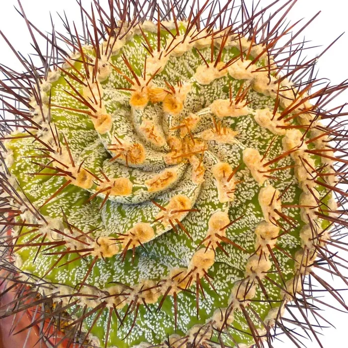Astrophytum ornatum form spiralis SEMI