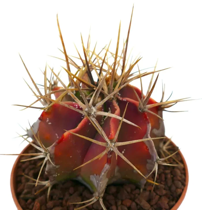 Astrophytum ornatum RED BODY & STRONG SPINES Fornitura