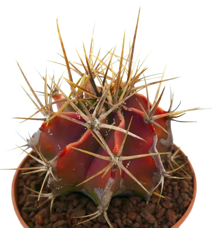 Astrophytum ornatum RED BODY & STRONG SPINES Fornitura - immagine 2