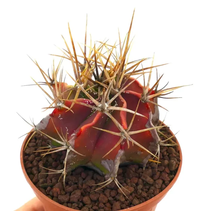 Astrophytum ornatum RED BODY & STRONG SPINES Fornitura - immagine 3