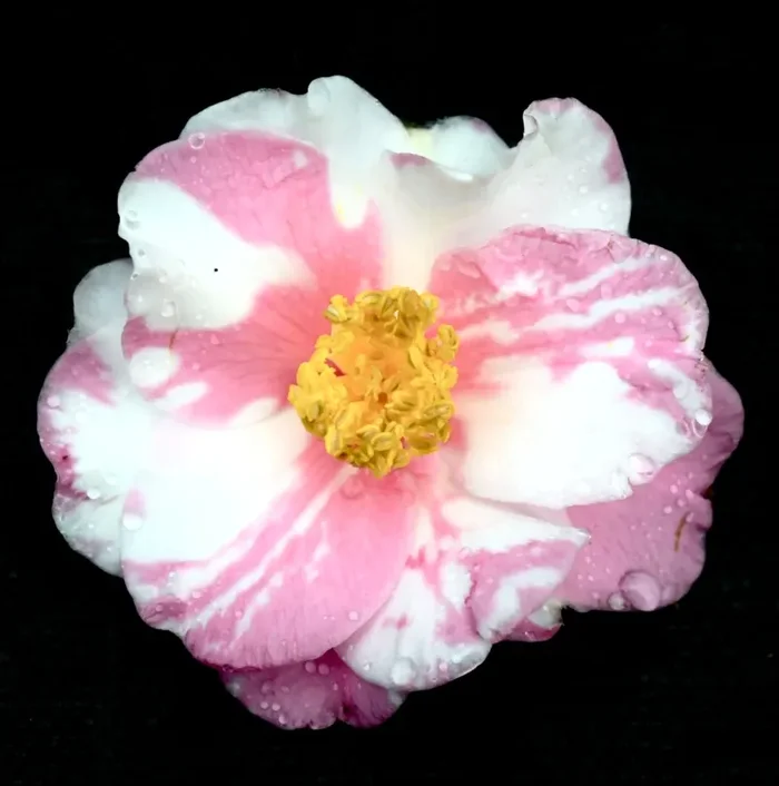 Camellia sasanqua cv SHIBORI EGAO Vendita online