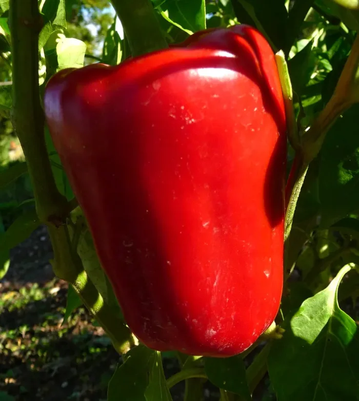 Capsicum annuum var. grossum ‘Nocera Red’ SEEDS