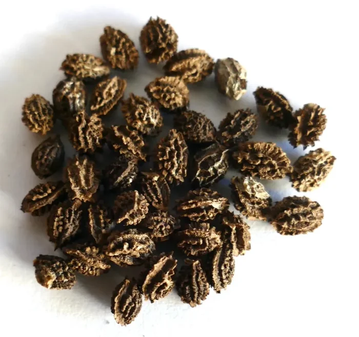 Carica papaya cv. “INDIANA” SEMI - immagine 2