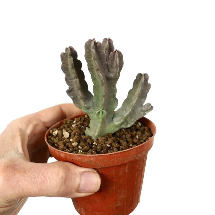 Carralluma flava ( big with several branches)