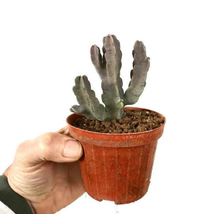 Carralluma flava ( big with several branches) - immagine 2