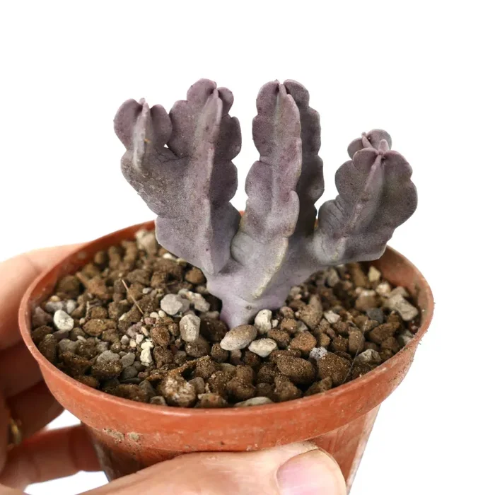 Carralluma flava (multibranched specimen)