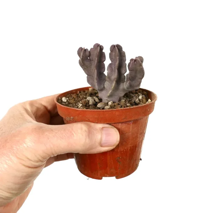 Carralluma flava (multibranched specimen) - immagine 2