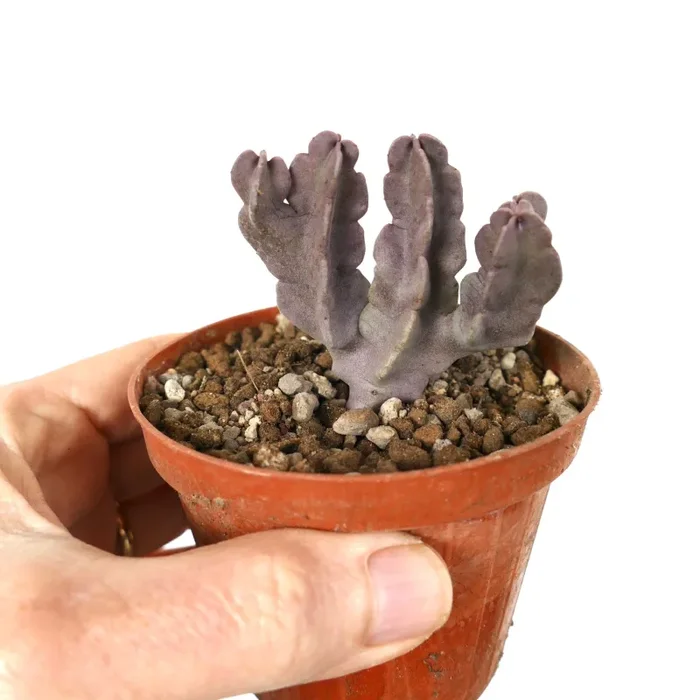 Carralluma flava (multibranched specimen) - immagine 3