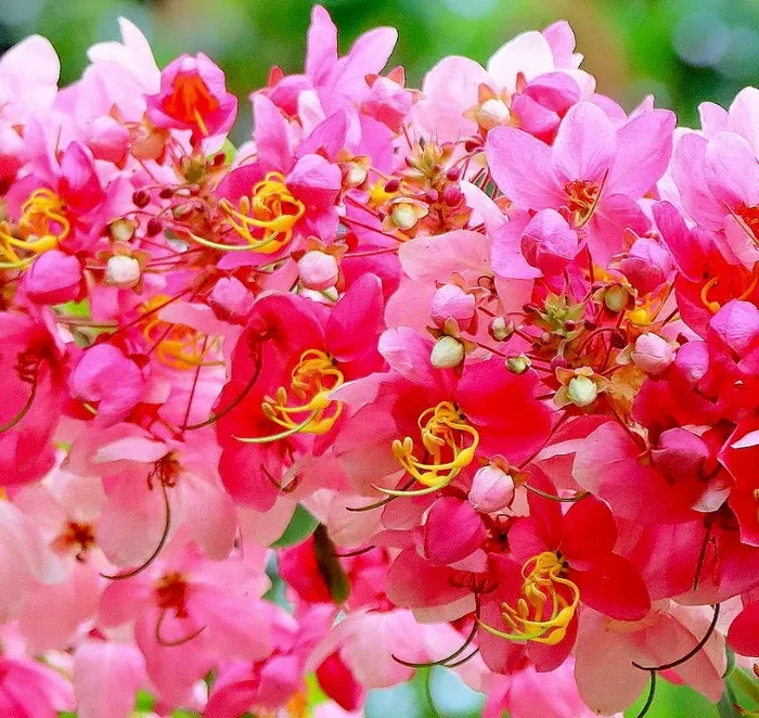 Cassia javanica susb. nodosa SEMI Vendita calda