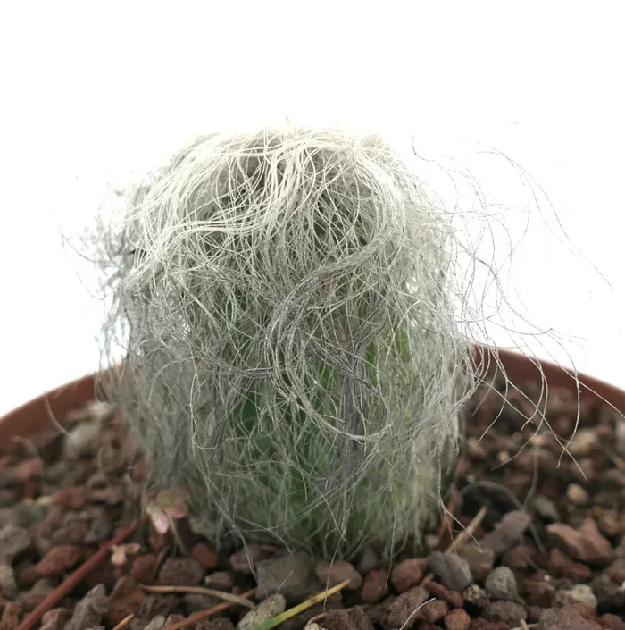 Cephalocereus senilis - immagine 3