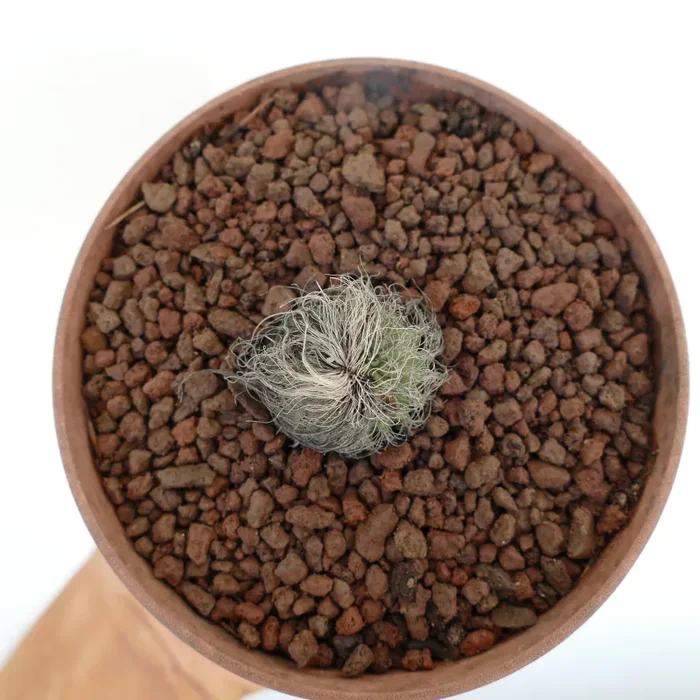 Cephalocereus senilis - immagine 2