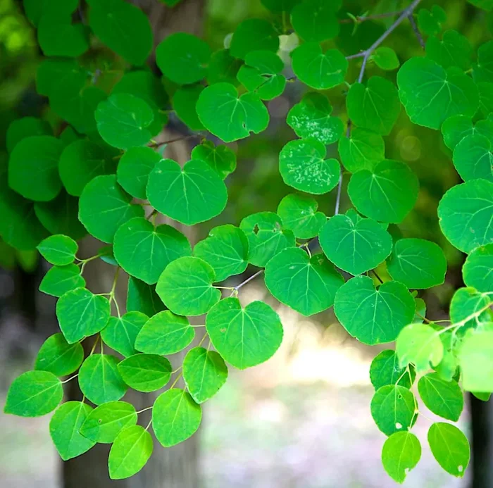 Cercidiphyllum japonicum