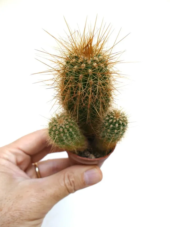 Cereus atacamensis 32P Fornitura