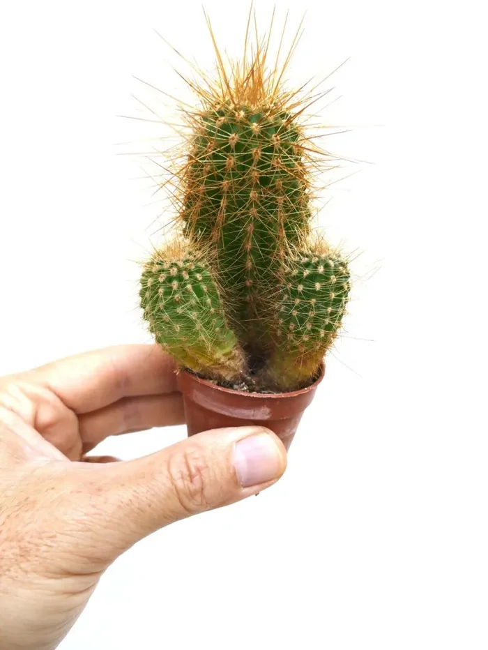 Cereus atacamensis 32P Fornitura - immagine 2