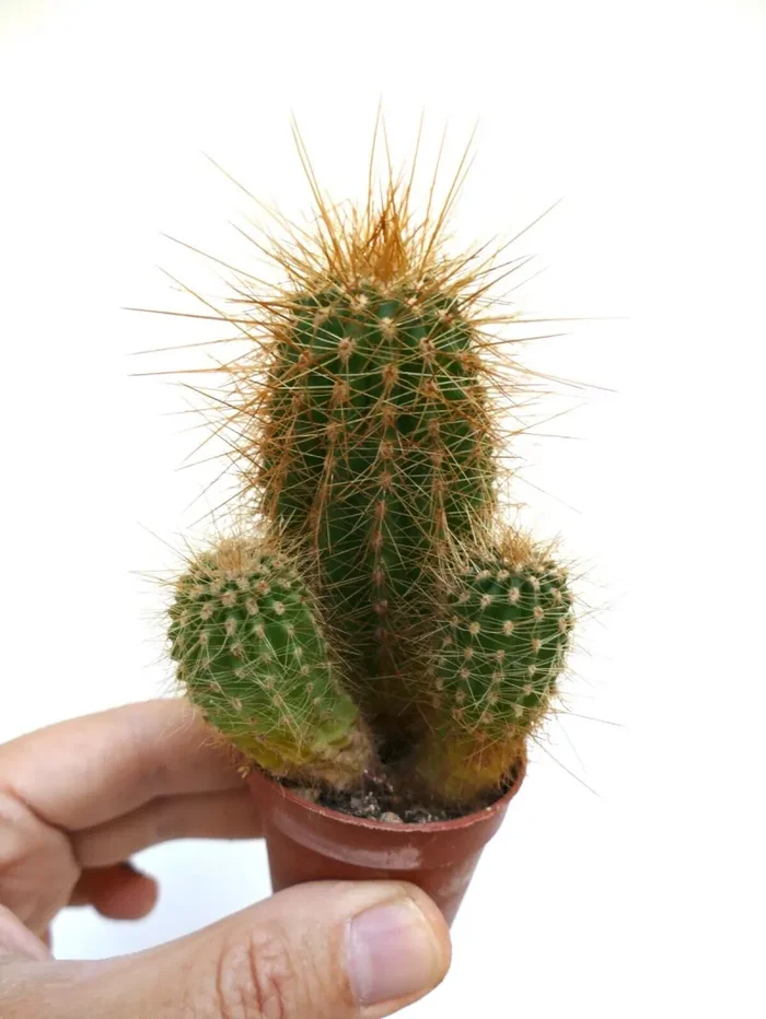 Cereus atacamensis 32P Fornitura - immagine 3