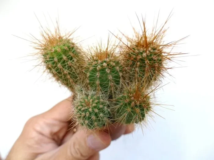 Cereus atacamensis (5 PLANTS) 80819 - immagine 2