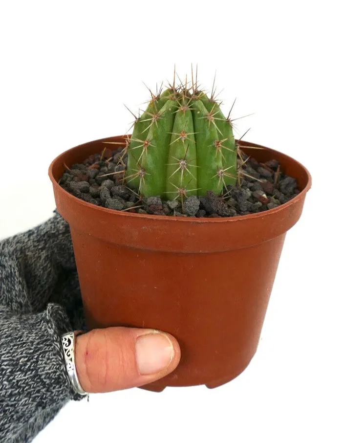 Cereus sp. south of Zipolite 33L - immagine 2