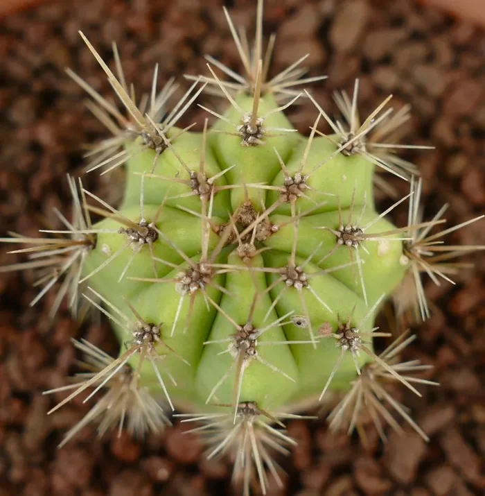 Cereus specie south of Zipolite