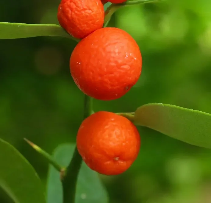 Citrus hindsii (Hong Kong KUMQUAT)