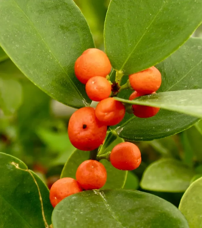 Citrus hindsii (Hong Kong KUMQUAT) - immagine 2