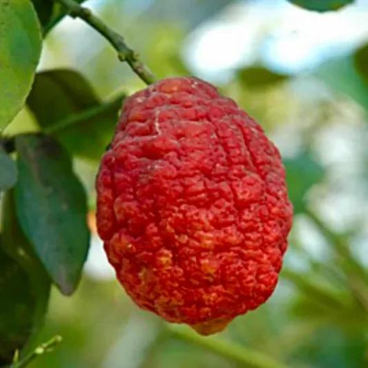 Citrus limon cv ETNA (limoni rossi) Sconti