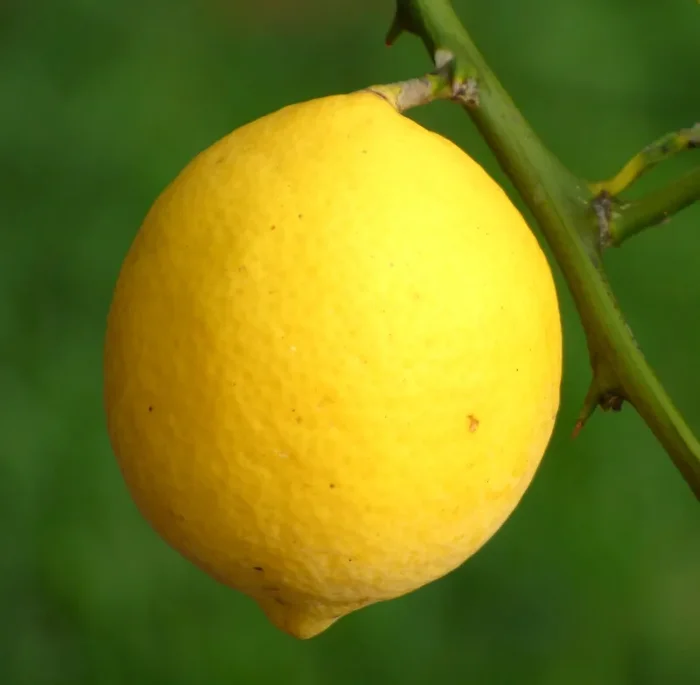 Citrus limon MEYER In saldo