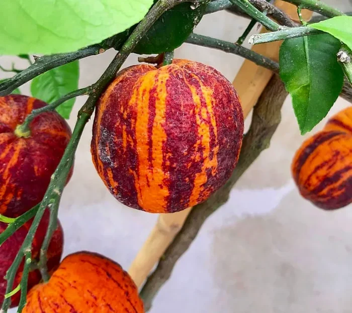 Citrus x aurantium ‘Arcobal’