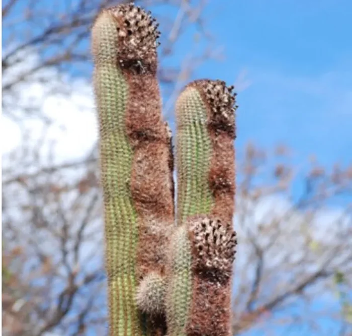Coleocephalocereus goebelianus SEEDS Saldi