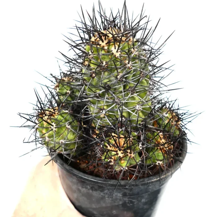 Copiapoa armata CULSTER - immagine 2
