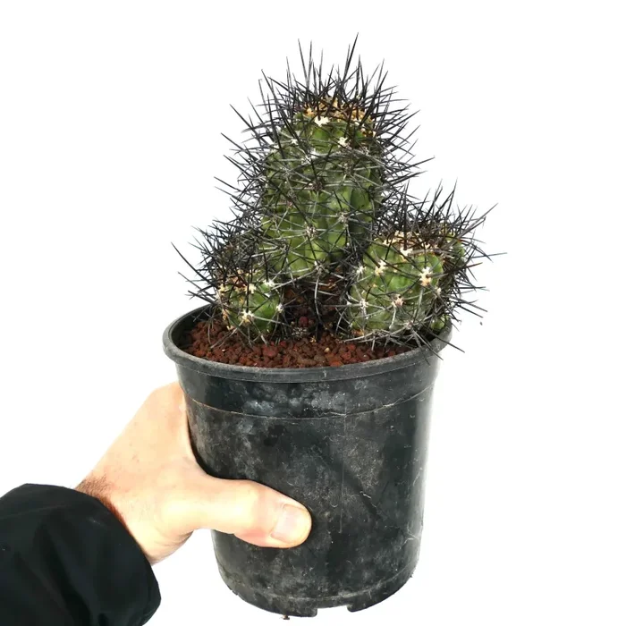 Copiapoa armata CULSTER - immagine 3