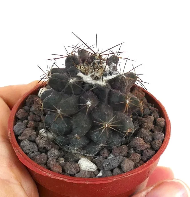 Copiapoa atacamensis GESC61 - immagine 2