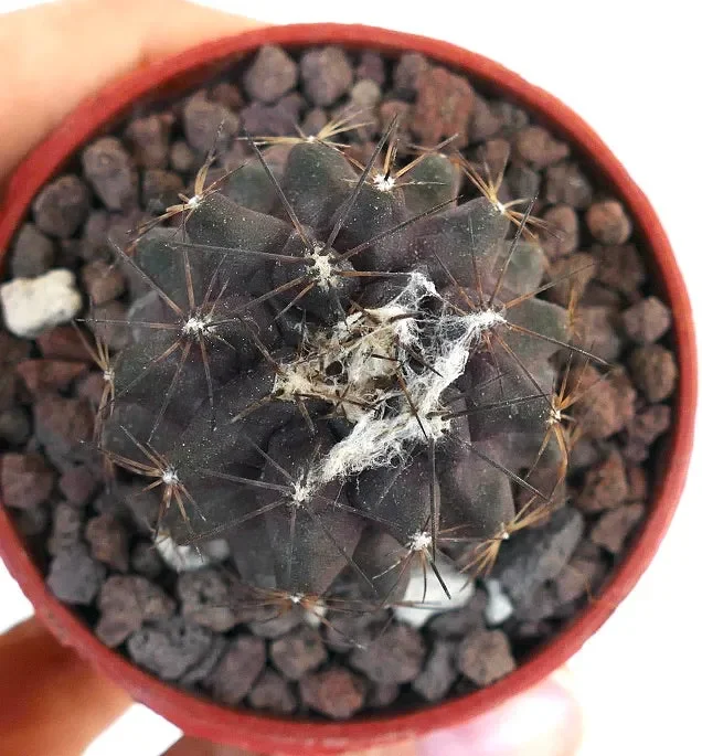 Copiapoa atacamensis GESC61 - immagine 3