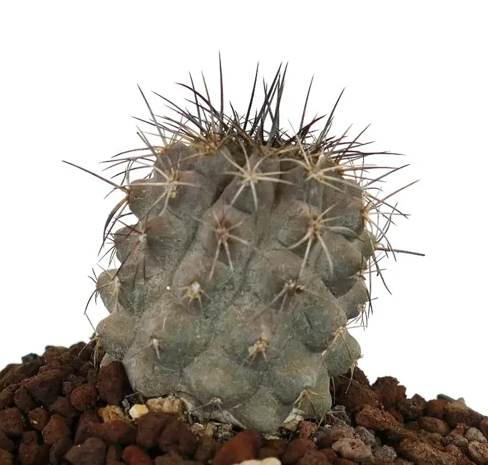 Copiapoa atacamensis GRAY x cinerea 5089