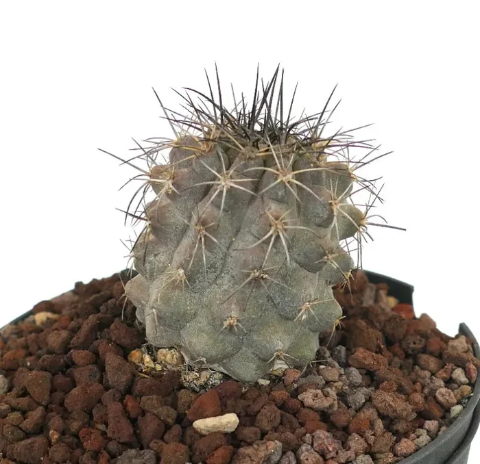 Copiapoa atacamensis GRAY x cinerea 5089 - immagine 2