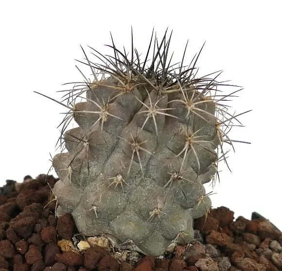 Copiapoa atacamensis GRAY x cinerea 5089 - immagine 3