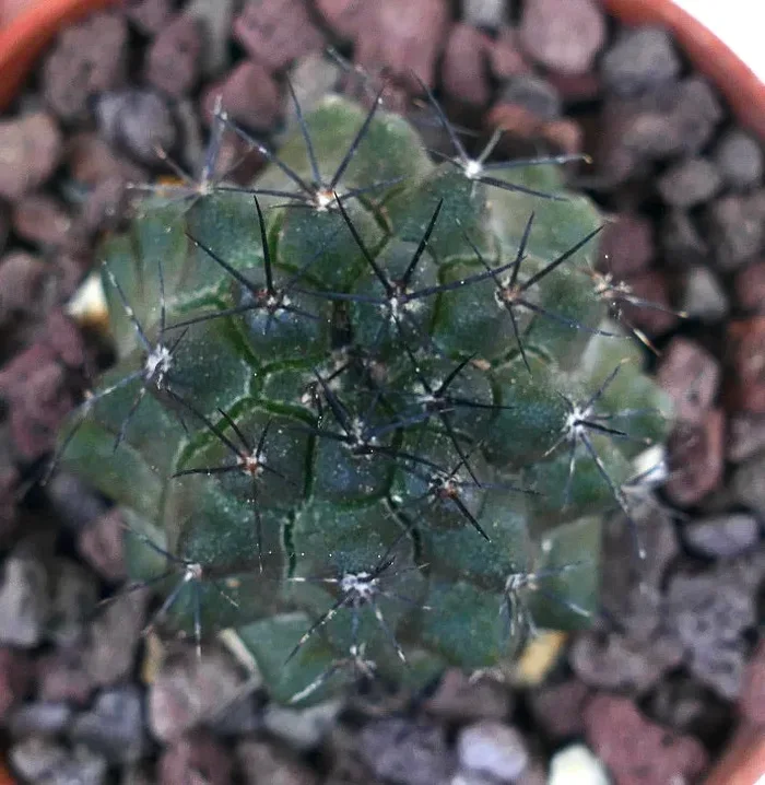 Copiapoa atacamensis ING16I Saldi