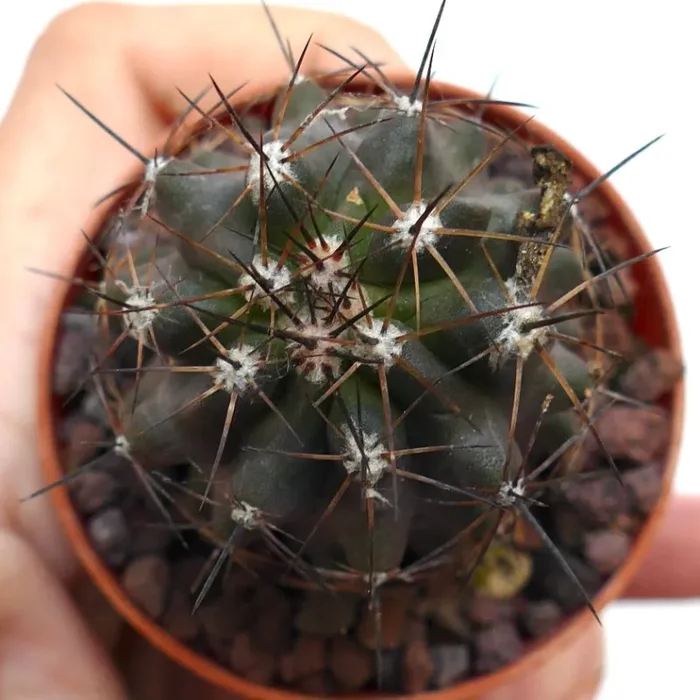Copiapoa atacamensis X cinerea MM2 - immagine 2