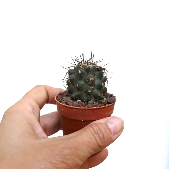 Copiapoa atacamensis X cinerea MM2 - immagine 3