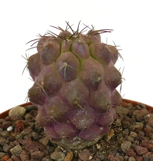 Copiapoa breedgesii x griseoviolacea (REDDISH)