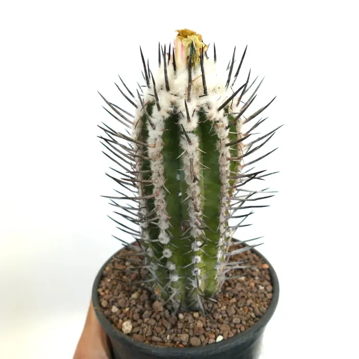 Copiapoa bridgesii form BLACK SPINES (unrooted cutting) Vendita calda