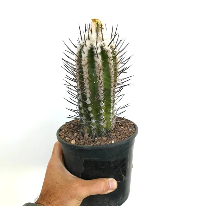 Copiapoa bridgesii form BLACK SPINES (unrooted cutting) Vendita calda - immagine 2