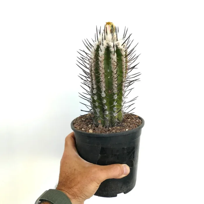Copiapoa bridgesii form BLACK SPINES (unrooted cutting) Vendita calda - immagine 3