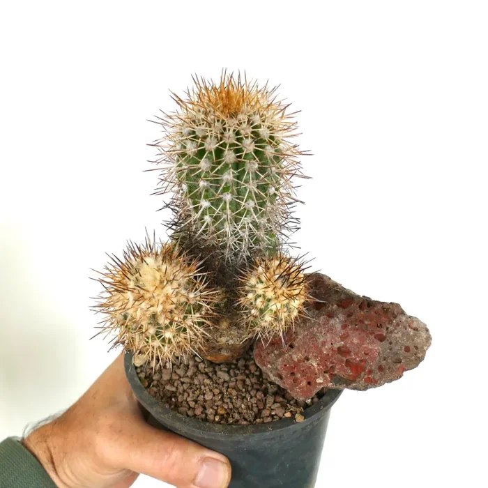 Copiapoa caldera var. spinosior (Punta Salado, Atacama, CHILE) C867 - immagine 3